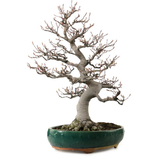 Amelanchier alnifolia, 76 cm, ± 40 anni, con nebari di 28 cm