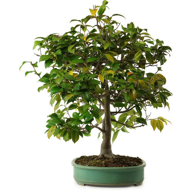 Camellia japonica, 70 cm, ± 20 anni, con nebari di 12 cm