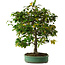 Camellia japonica, 70 cm, ± 20 anni, con nebari di 12 cm