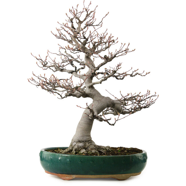 Amelanchier alnifolia, 76 cm, ± 40 jaar oud, met een nebari van 28 cm