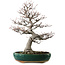 Amelanchier alnifolia, 76 cm, ± 40 anni, con nebari di 28 cm
