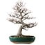 Amelanchier alnifolia, 76 cm, ± 40 jaar oud, met een nebari van 28 cm
