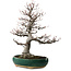 Amelanchier alnifolia, 76 cm, ± 40 years old, with a nebari of 28 cm