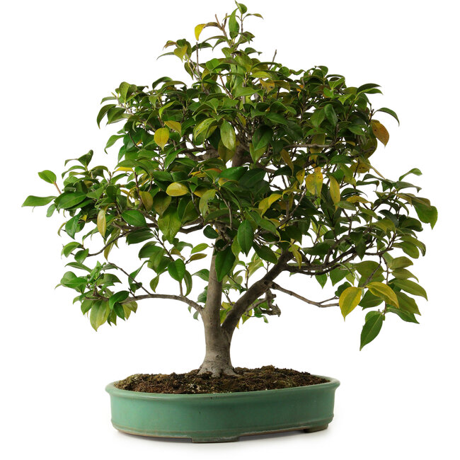 Camellia japonica, 70 cm, ± 20 años de edad, con un nebari de 12 cm.