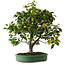 Camellia japonica, 70 cm, ± 20 ans, avec un nebari de 12 cm