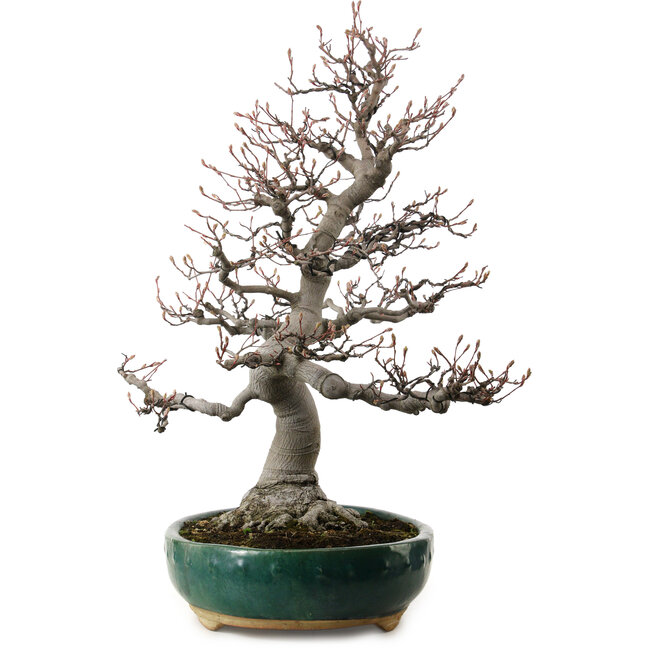 Amelanchier alnifolia, 76 cm, ± 40 años de edad, con un nebari de 28 cm