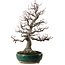 Amelanchier alnifolia, 76 cm, ± 40 anni, con nebari di 28 cm