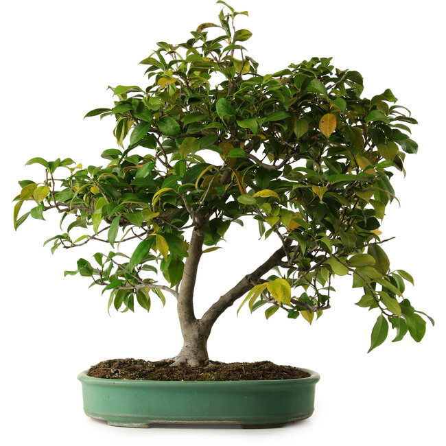Camellia japonica, 70 cm, ± 20 años de edad, con un nebari de 12 cm.