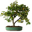 Camellia japonica, 70 cm, ± 20 anni, con nebari di 12 cm