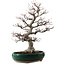 Amelanchier alnifolia, 76 cm, ± 40 años de edad, con un nebari de 28 cm