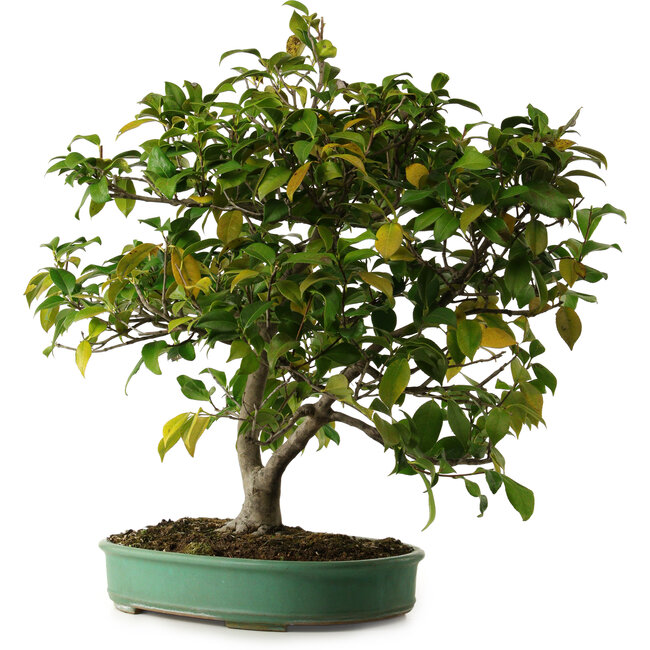 Camellia japonica, 70 cm, ± 20 anni, con nebari di 12 cm