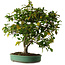 Camellia japonica, 70 cm, ca. 20 Jahre alt, mit einem Nebari von 12 cm