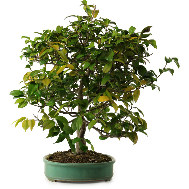 Camellia japonica, 70 cm, ± 20 jaar oud, met een nebari van 12 cm.