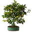 Camellia japonica, 70 cm, ± 20 anni, con nebari di 12 cm