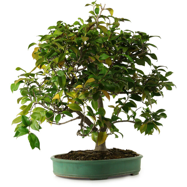 Camellia japonica, 70 cm, ± 20 anni, con nebari di 12 cm