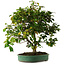 Camellia japonica, 70 cm, ± 20 años de edad, con un nebari de 12 cm.