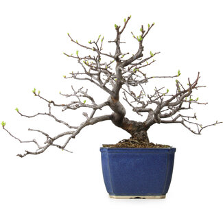Pseudocydonia sinensis, 35 cm, ± 20 años de edad