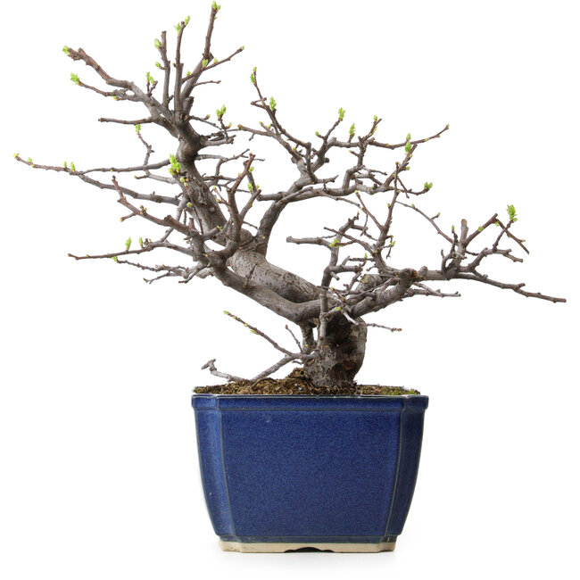 Pseudocydonia sinensis, 35 cm, ± 20 jaar oud, met een nebari van 9 cm