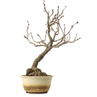 Wisteria sinensis, 40 cm, circa 20 anni