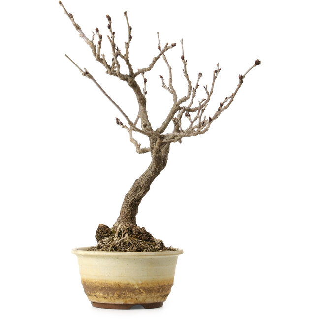 Wisteria sinensis, 40 cm, ± 20 ans, avec un nebari de 12 cm
