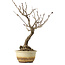 Wisteria sinensis, 40 cm, ± 20 years old, with a nebari of 12 cm
