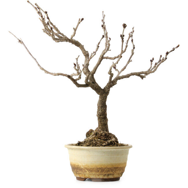 Wisteria sinensis, 40 cm, ± 20 años de edad, con un nebari de 12 cm
