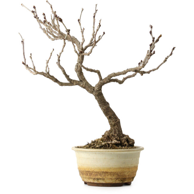Wisteria sinensis, 40 cm, ± 20 anni, con nebari di 12 cm