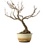 Wisteria sinensis, 40 cm, ± 20 anni, con nebari di 12 cm