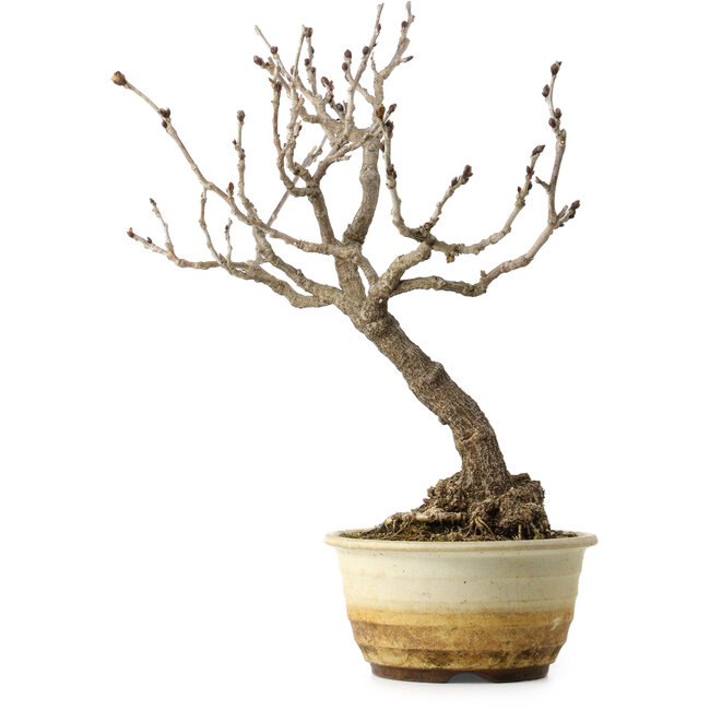 Wisteria sinensis, 40 cm, ± 20 years old, with a nebari of 12 cm