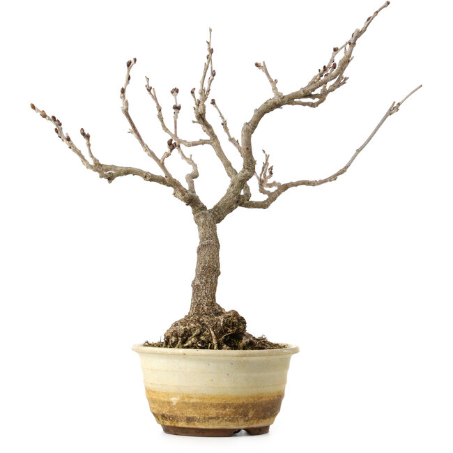 Wisteria sinensis, 40 cm, ± 20 jaar oud, met een nebari van 12 cm.