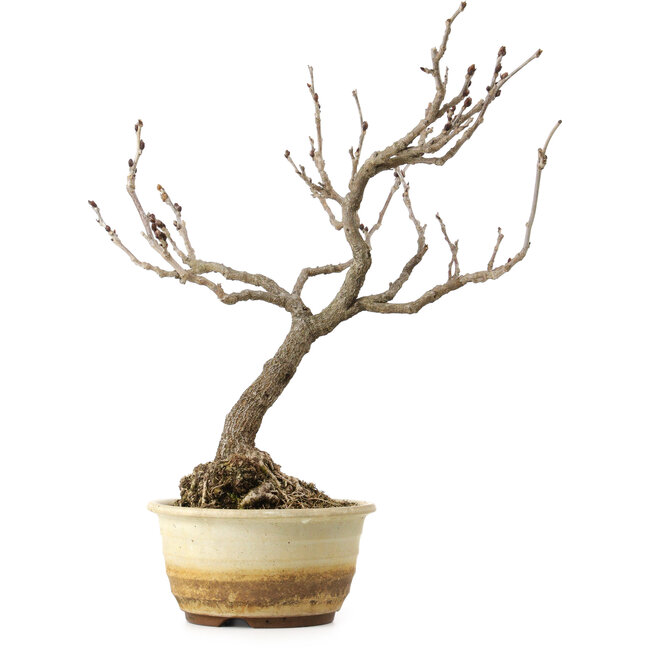 Wisteria sinensis, 40 cm, ca. 20 Jahre alt, mit einem Wurzelhals von 12 cm