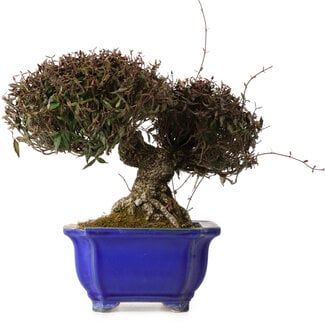Trachelospermum asiaticum, 22 cm, ± 30 ans