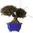 Trachelospermum asiaticum, 22 cm, environ 30 ans, avec un nebari de 11 cm, dans un pot cassé