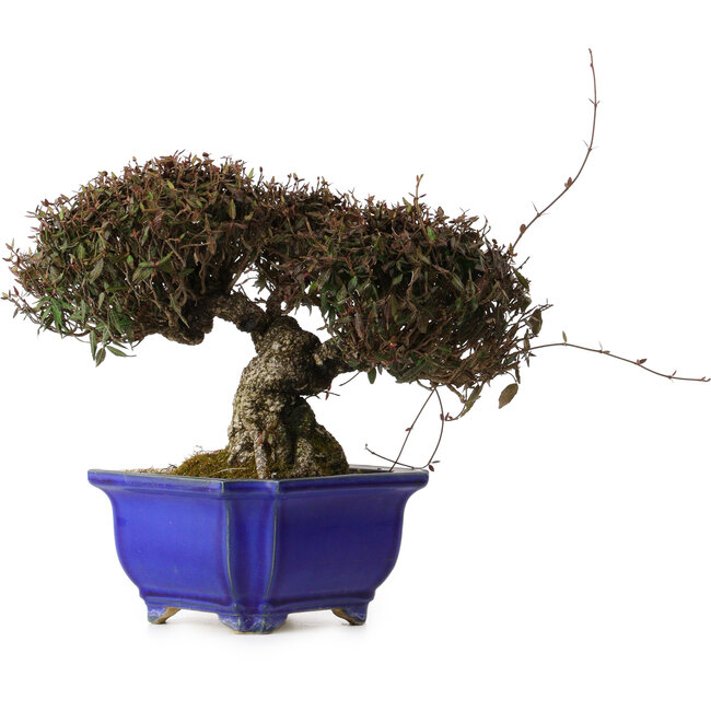 Trachelospermum asiaticum, 22 cm, ± 30 anni, con nebari di 11 cm, in un vaso rotto