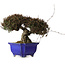 Trachelospermum asiaticum, 22 cm, ± 30 anni, con nebari di 11 cm, in un vaso rotto