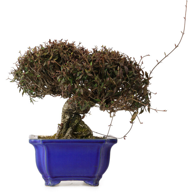 Trachelospermum asiaticum, 22 cm, ± 30 years old, with a nebari of 11 cm, in a broken pot