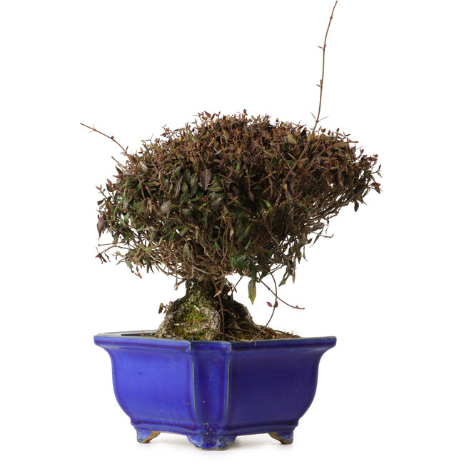 Trachelospermum asiaticum, 22 cm, ± 30 anni, con nebari di 11 cm, in un vaso rotto