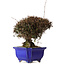Trachelospermum asiaticum, 22 cm, environ 30 ans, avec un nebari de 11 cm, dans un pot cassé