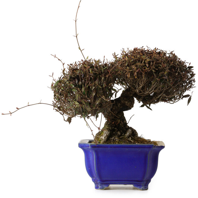 Trachelospermum asiaticum, 22 cm, ± 30 years old, with a nebari of 11 cm, in a broken pot