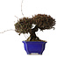 Trachelospermum asiaticum, 22 cm, ± 30 anni, con nebari di 11 cm, in un vaso rotto