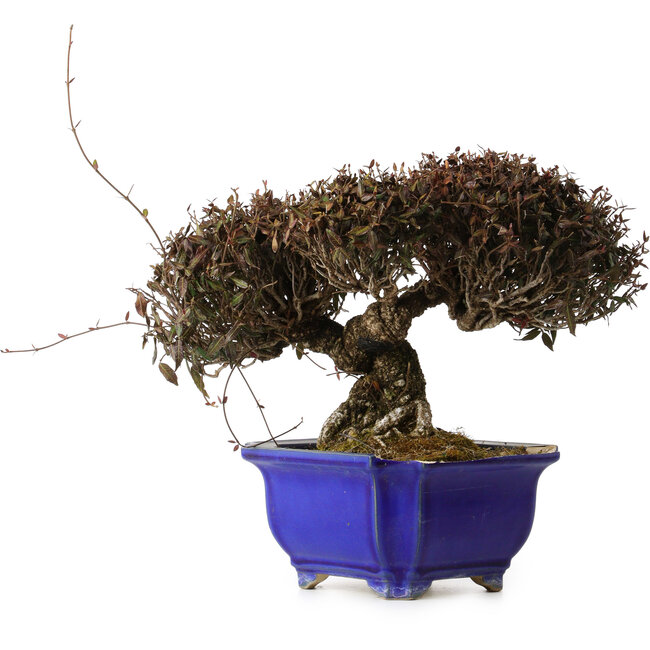 Trachelospermum asiaticum, 22 cm, ± 30 anni, con nebari di 11 cm, in un vaso rotto