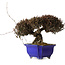 Trachelospermum asiaticum, 22 cm, ± 30 anni, con nebari di 11 cm, in un vaso rotto