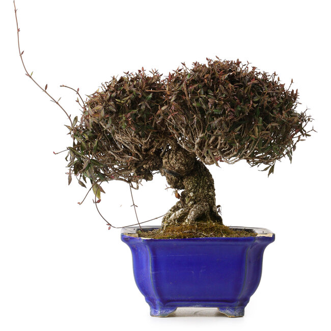 Trachelospermum asiaticum, 22 cm, ca. 30 Jahre alt, mit einem Wurzelhals von 11 cm, in einem zerbrochenen Topf