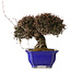 Trachelospermum asiaticum, 22 cm, ± 30 anni, con nebari di 11 cm, in un vaso rotto