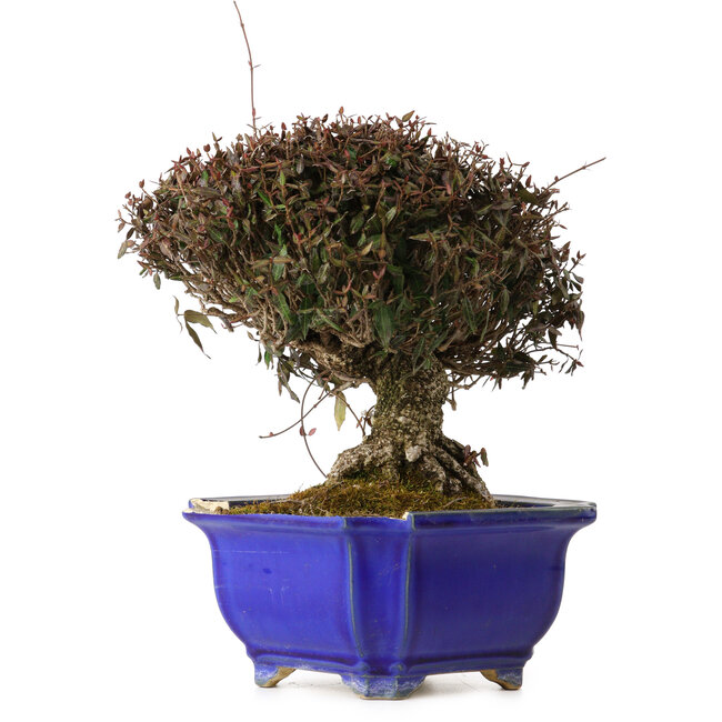 Trachelospermum asiaticum, 22 cm, ± 30 jaar oud, met een nebari van 11 cm, in een gebroken pot.