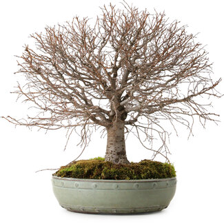 Zelkova serrata, 30 cm, ± 25 ans