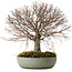 Zelkova serrata, 30 cm, ± 25 anni, con nebari di 10 cm