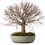 Zelkova serrata, 30 cm, ± 25 ans, avec un nebari de 10 cm