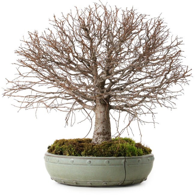 Zelkova serrata, 30 cm, ± 25 ans, avec un nebari de 10 cm