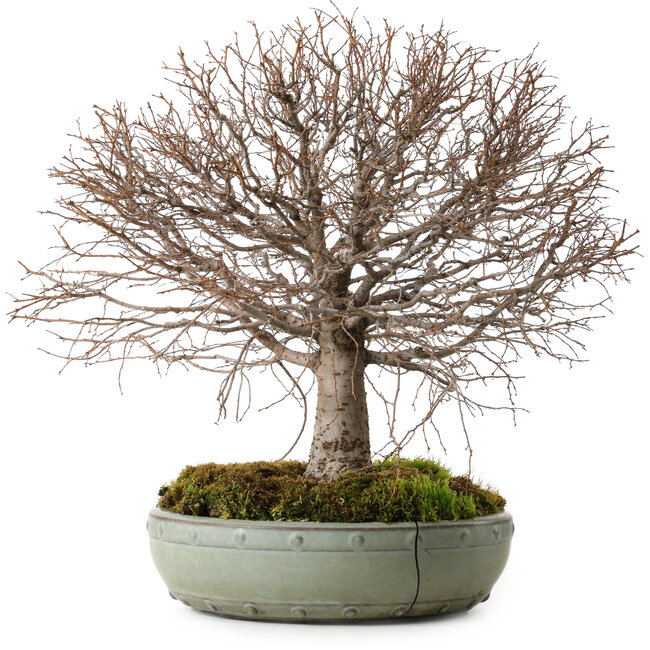 Zelkova serrata, 30 cm, ± 25 Jahre alt, mit einem Nebari von 10 cm